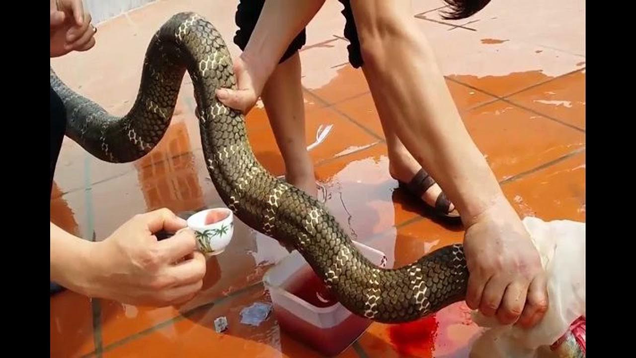 Mơ ăn thịt rắn là gì? Tốt hay xấu? Vì sao mơ thấy ăn thịt rắn