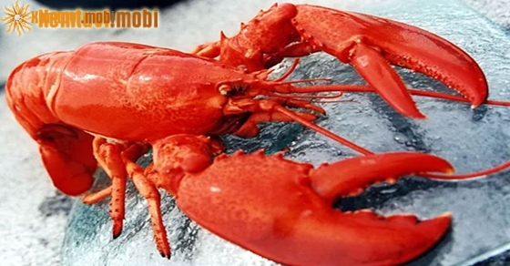 Nằm mơ bắt được nhiều tôm tép là điềm gì? Báo hiệu điều gì?