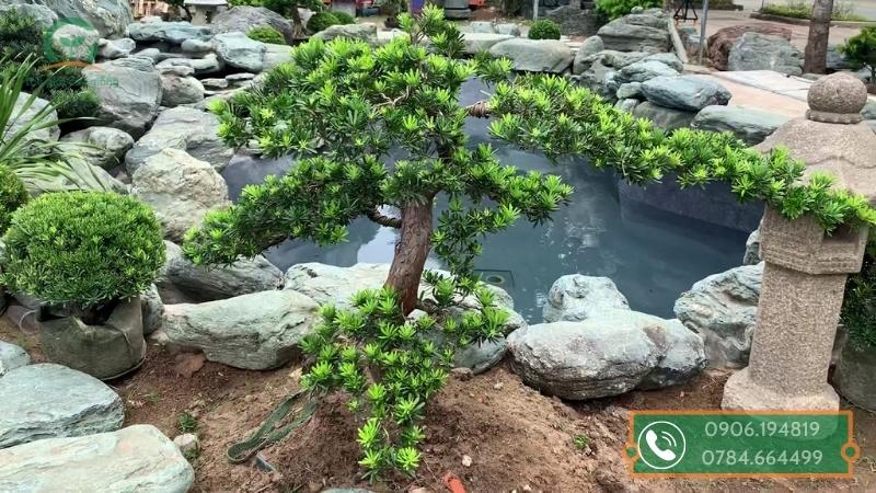 Bông gì không mọc từ cây?