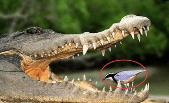 Loài vật nào sau đây được biết đến là chim báo bão?
