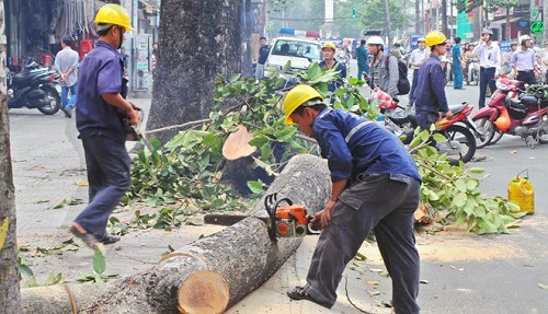 Mơ Thấy Cây Cổ Thụ Có Ý Nghĩa Gì? Những Ý Nghĩa Thú Vị và Bí Ẩn