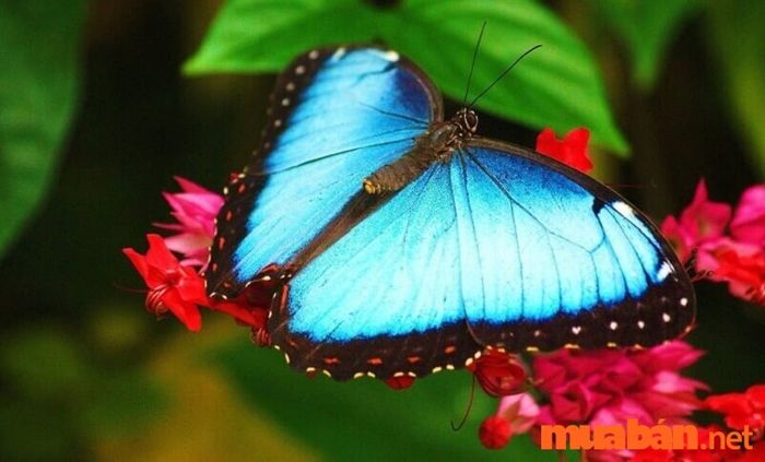 Nằm mơ thấy bướm đậu vào người có ý nghĩa gì?