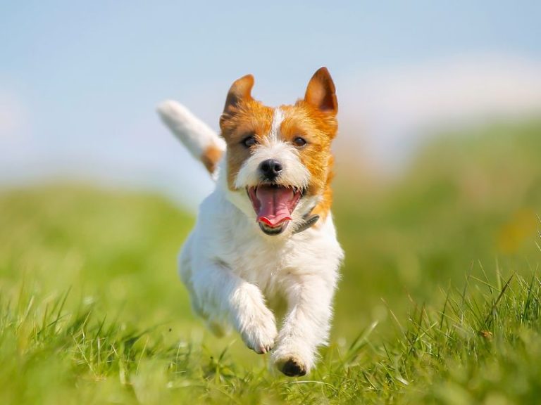 Nằm mơ thấy chó sói có ý nghĩa gì