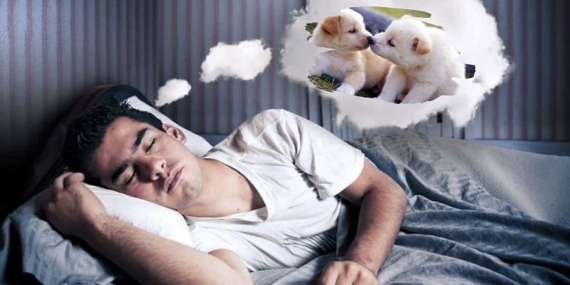 Nằm Mơ Thấy Chó Trắng Có Ý Nghĩa Gì