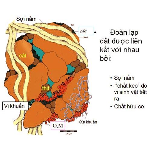 Sự phân hóa đa dạng của tự nhiên và hình thành các vùng tự nhiên khác nhau ở nước ta chủ yếu do đâu?